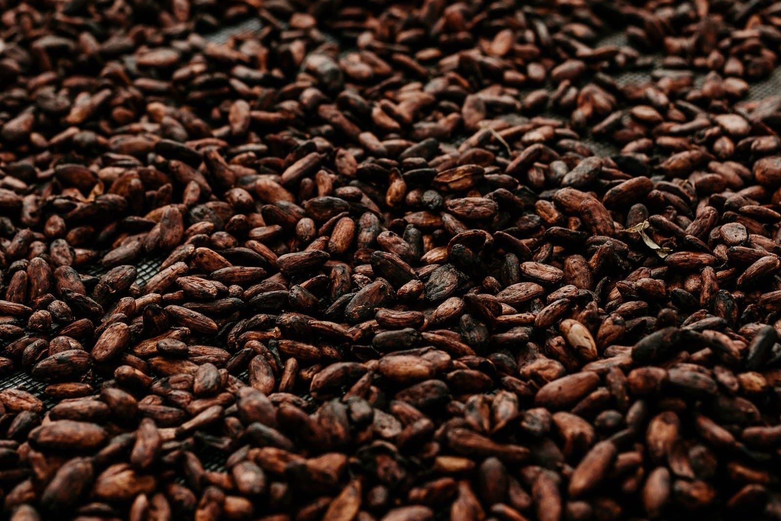 Fermented cocoa beans spread out to dry on a raised mesh drying rack