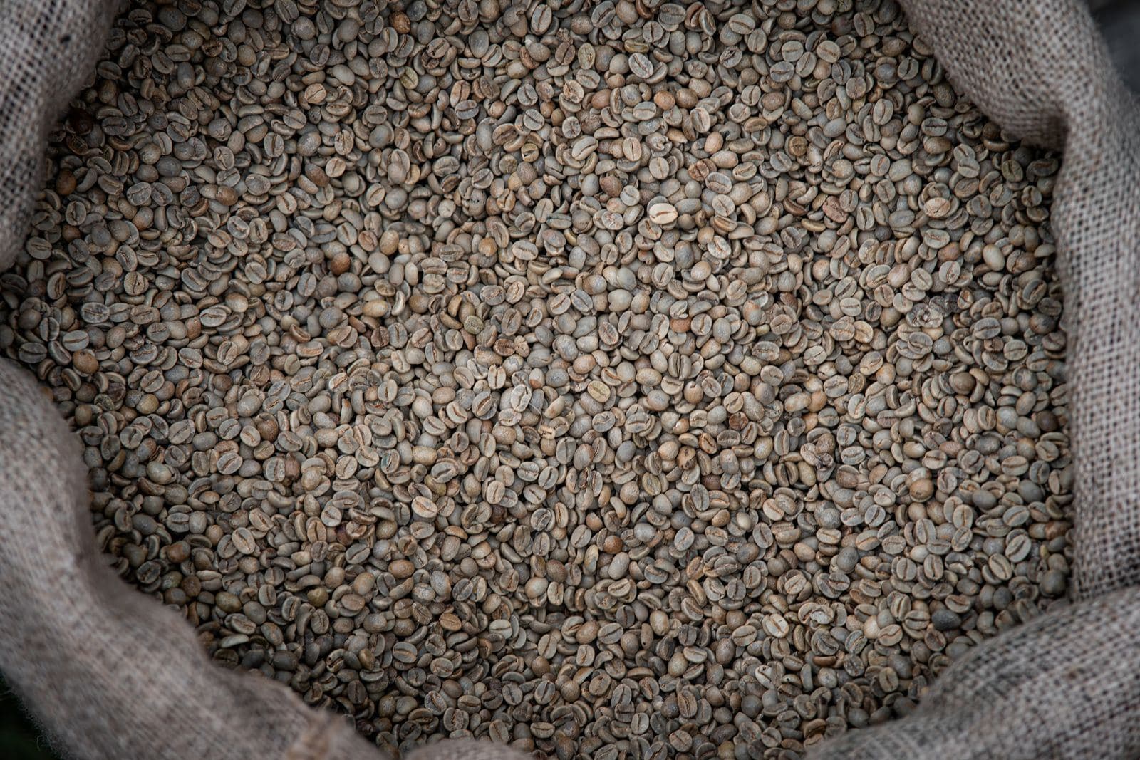 Green, unroasted coffee beans filling an open jute export sack, seen from above