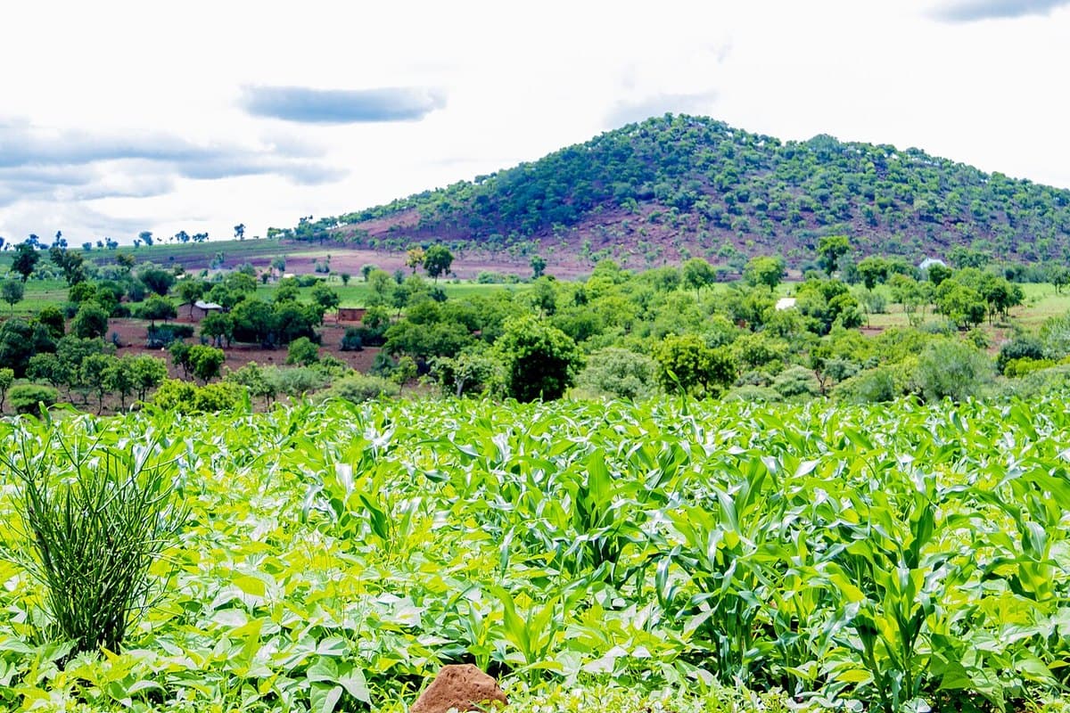 Wide view of smallholder farmland in a Tanzanian growing region, crop rows running to the horizon under morning light