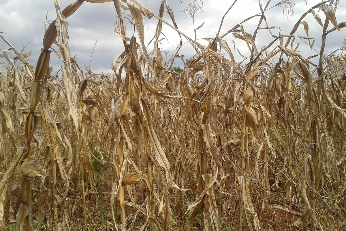 Close view of a mature cereal crop standing in the field shortly before harvest