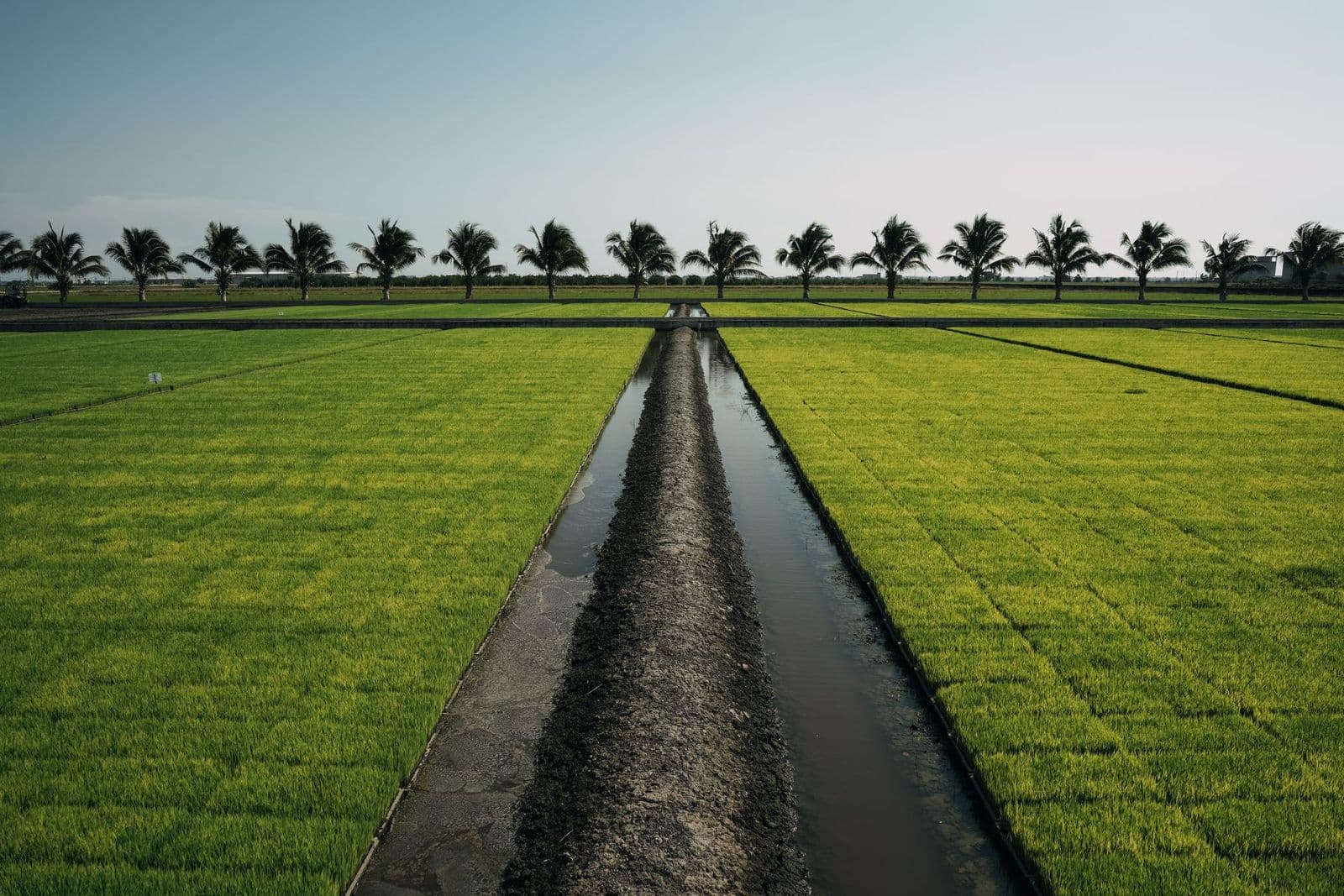 Irrigated paddy fields running to a line of palms, a supply channel cutting through the scheme