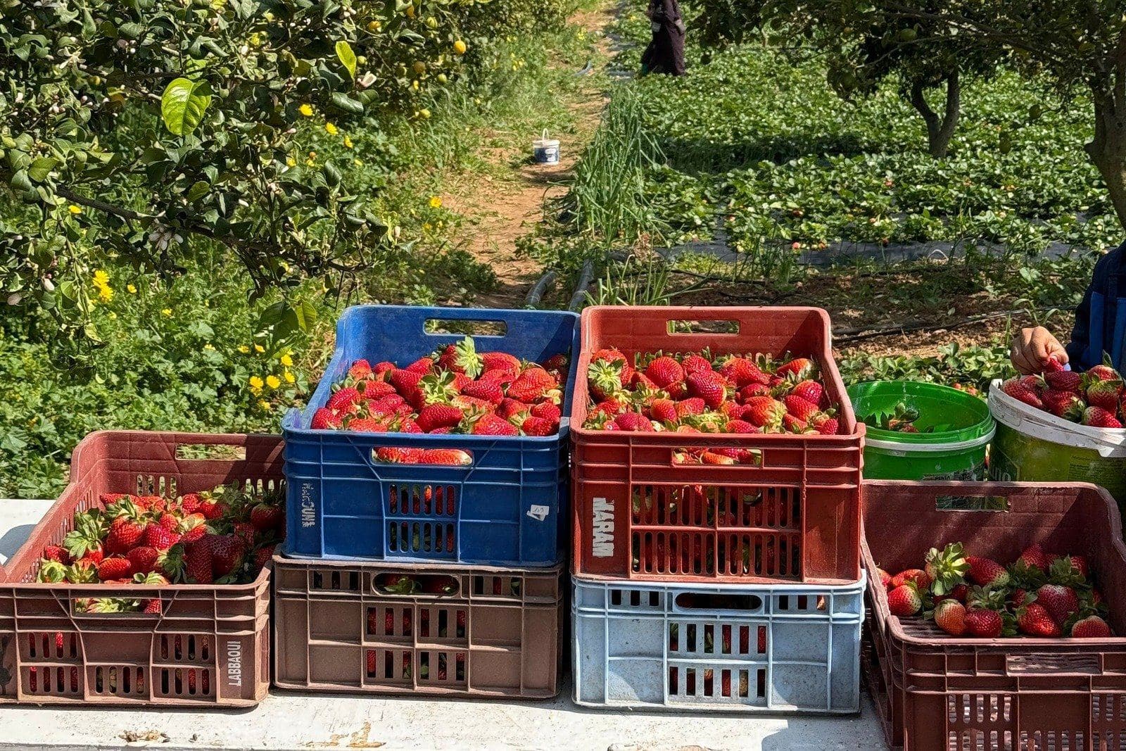 Plastic crates of freshly picked strawberries stacked at the edge of the field, with the growing beds behind