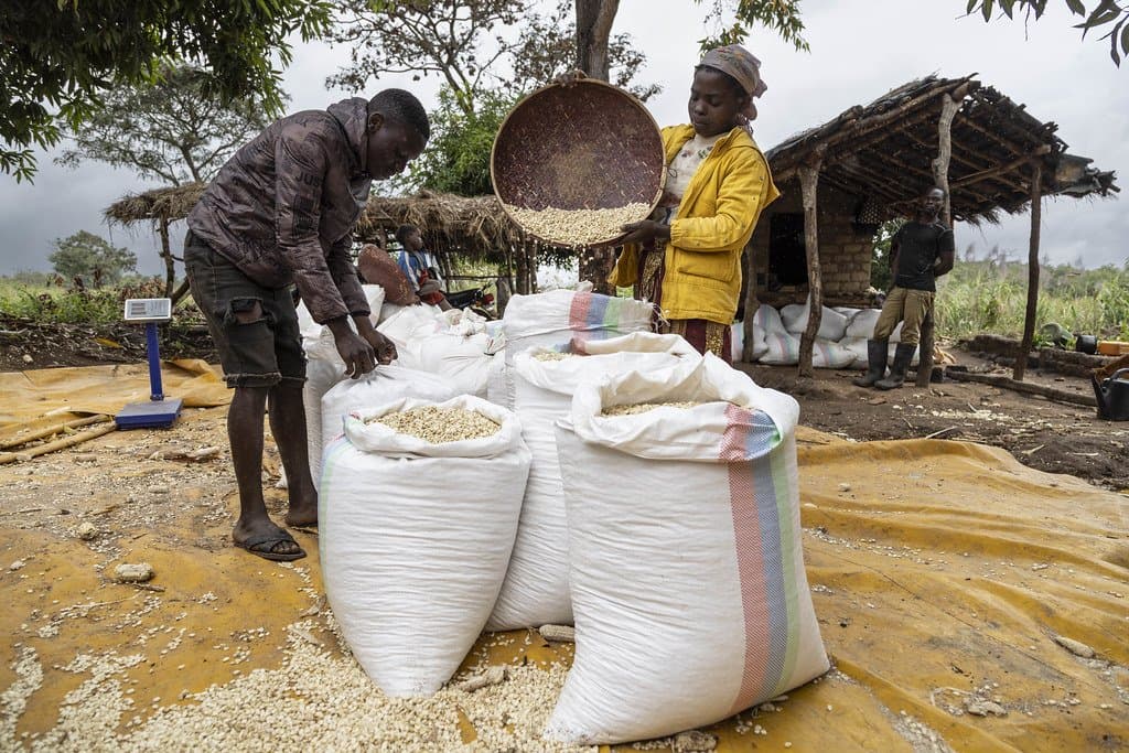 Filled sacks being weighed and closed at a rural collection point, the day's intake heaped on the drying floor