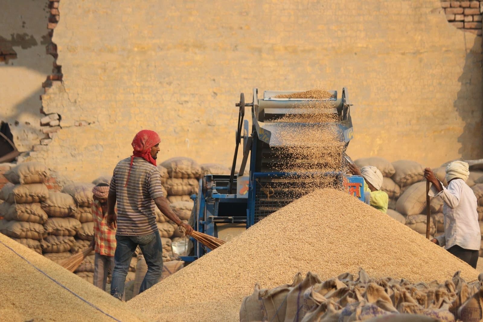 Cleaned grain cascading from a mechanical cleaner into a heap while operators bag off the run