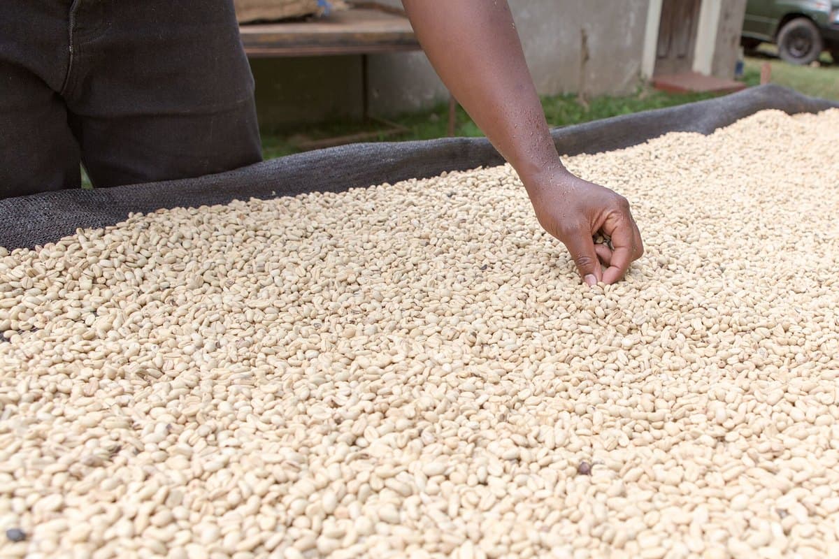Staff hand-sorting produce on a grading table, removing discoloured and damaged grain