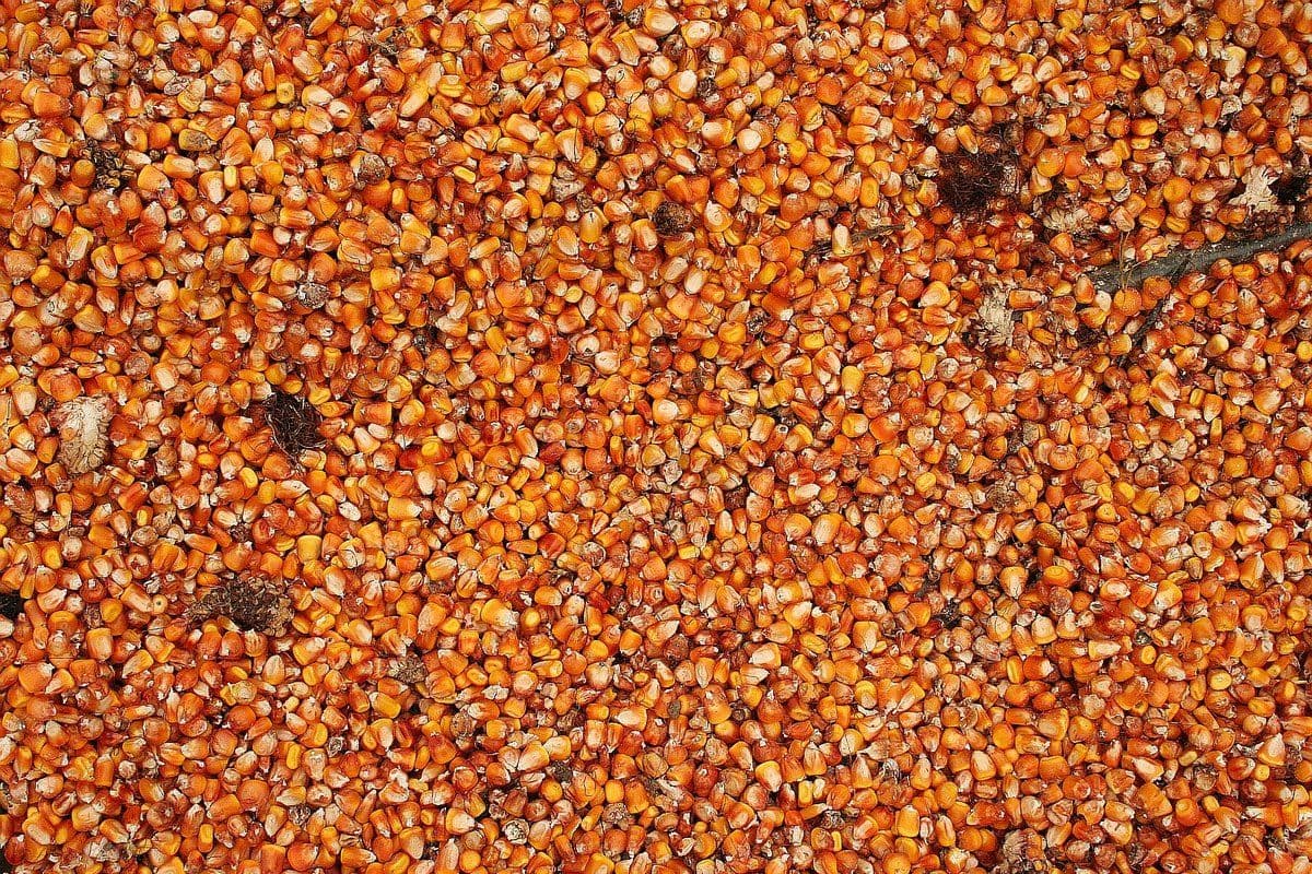 Overhead flat-lay of cereal grain, showing colour and grain size across the lot