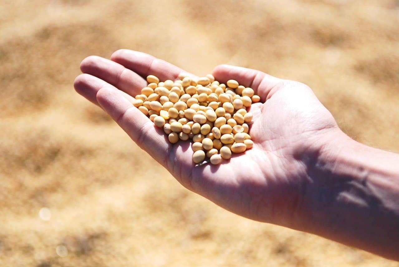 Close macro view of cleaned oilseeds held in cupped hands