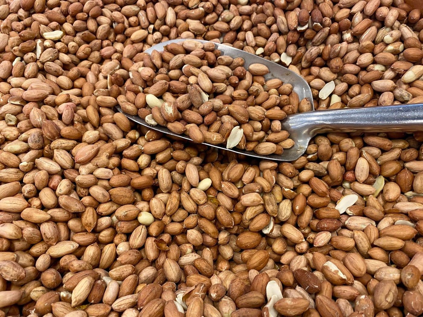 Shelled red-skin groundnut kernels in bulk with a steel scoop resting in them