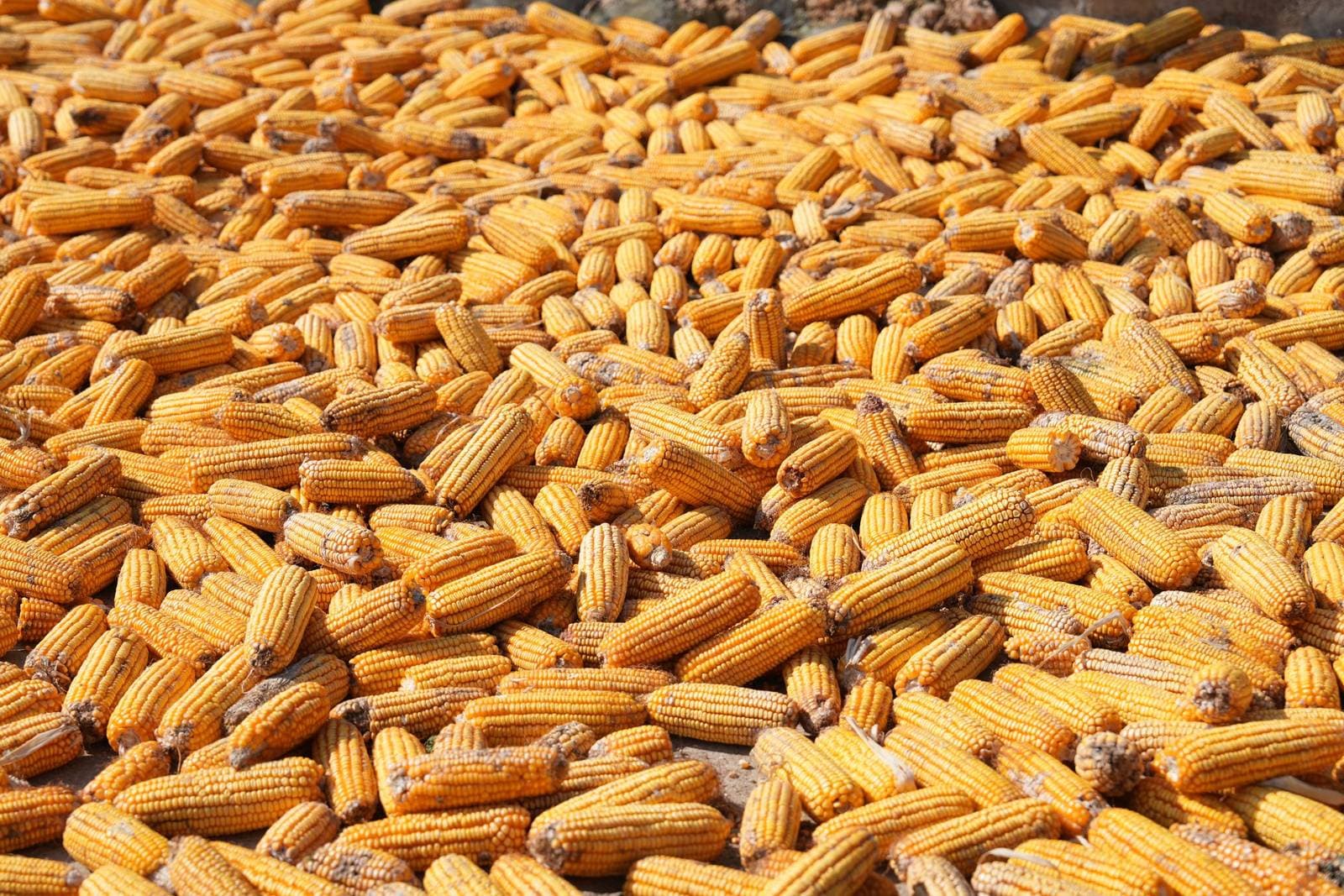 Harvested yellow maize cobs heaped together in the sun, drying before shelling