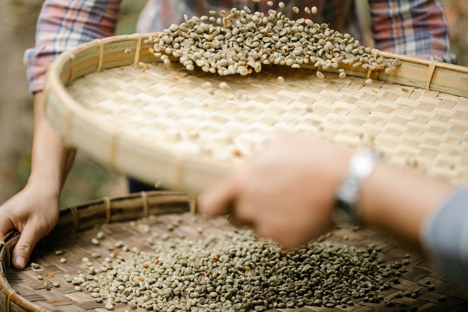 Hands tossing green coffee beans on a woven bamboo tray, sorting them over a second tray below