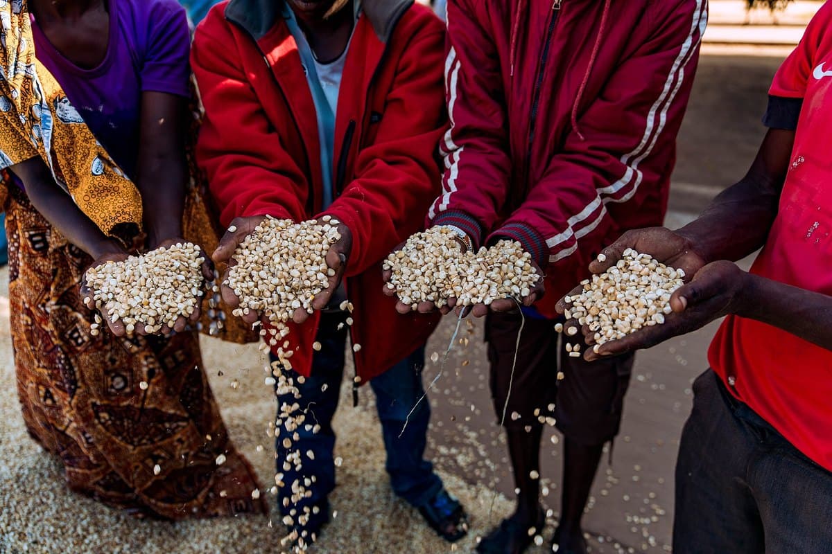 Farmers holding out cupped handfuls of cleaned white maize above the drying floor at a rural collection point