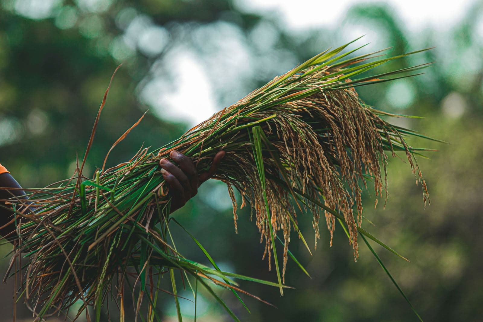 A hand holding up a freshly cut sheaf of ripe rice, the heavy grain heads hanging against a soft green background