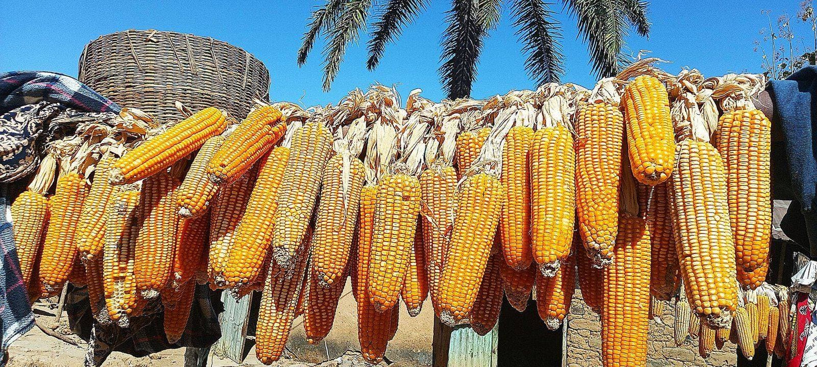 Clean white maize grain flowing over a grading screen, with stacked bags in the background