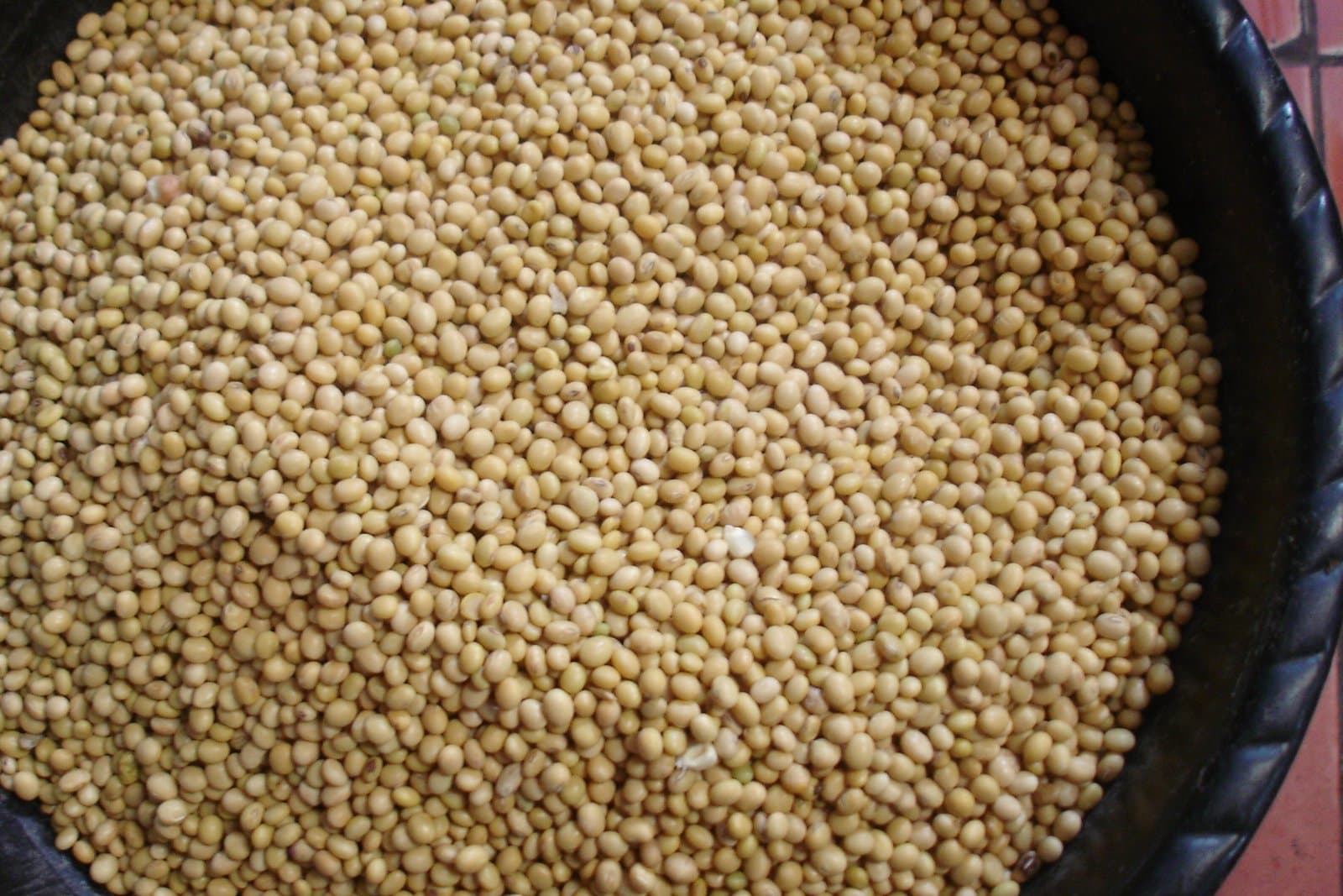 Whole soybeans in a metal sampling scoop above an open bulk bag