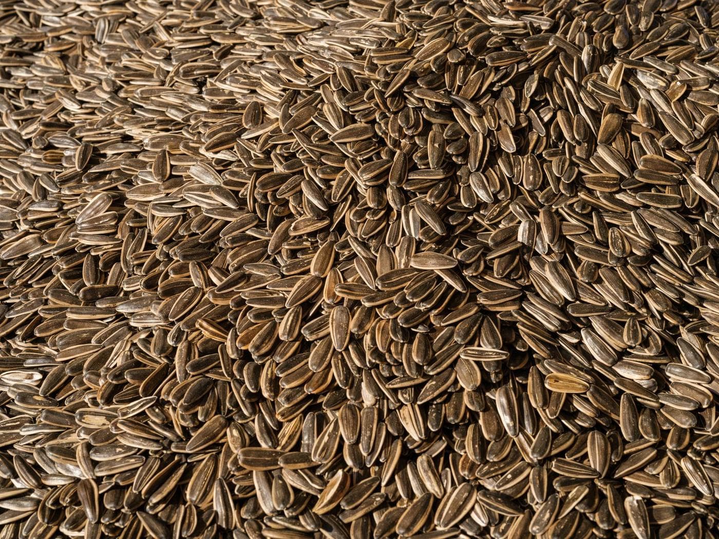 Grey-striped sunflower seed in the hull, heaped in bulk and filling the frame