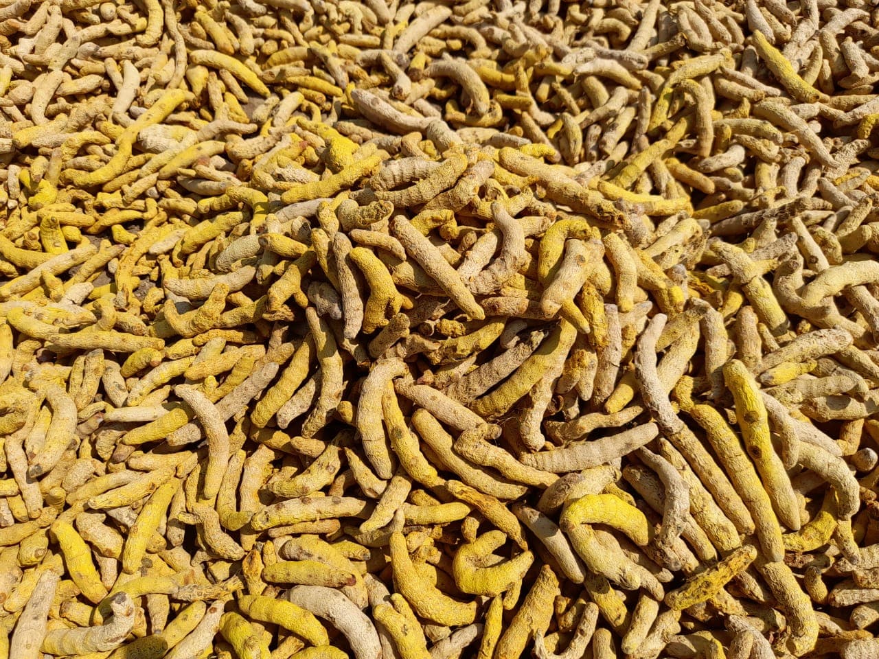 Polished dried turmeric fingers in a shallow basket with ground turmeric alongside