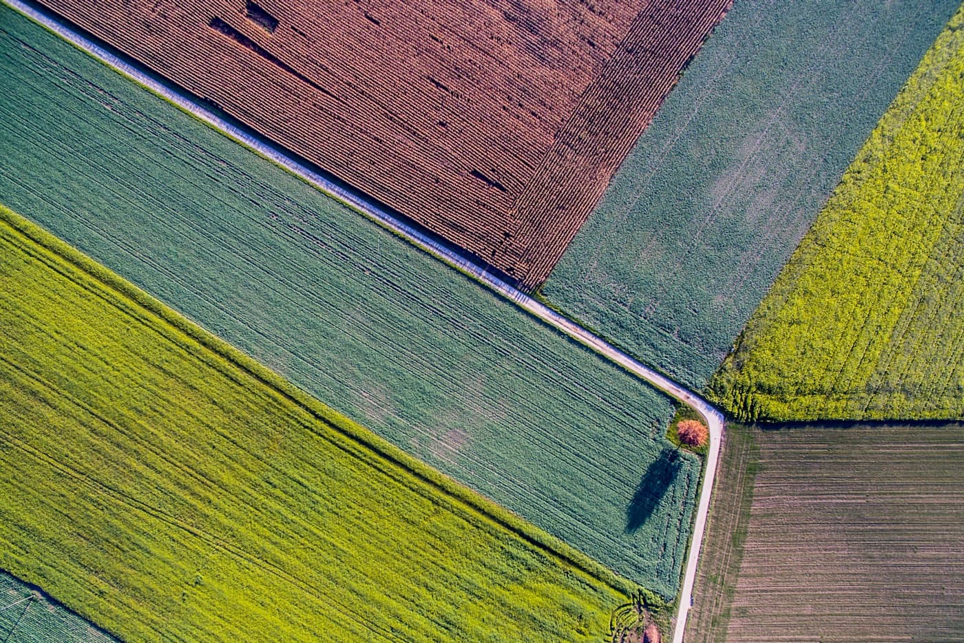 Aerial view of cultivated farmland divided by an access road, the kind of growing area a collection point serves