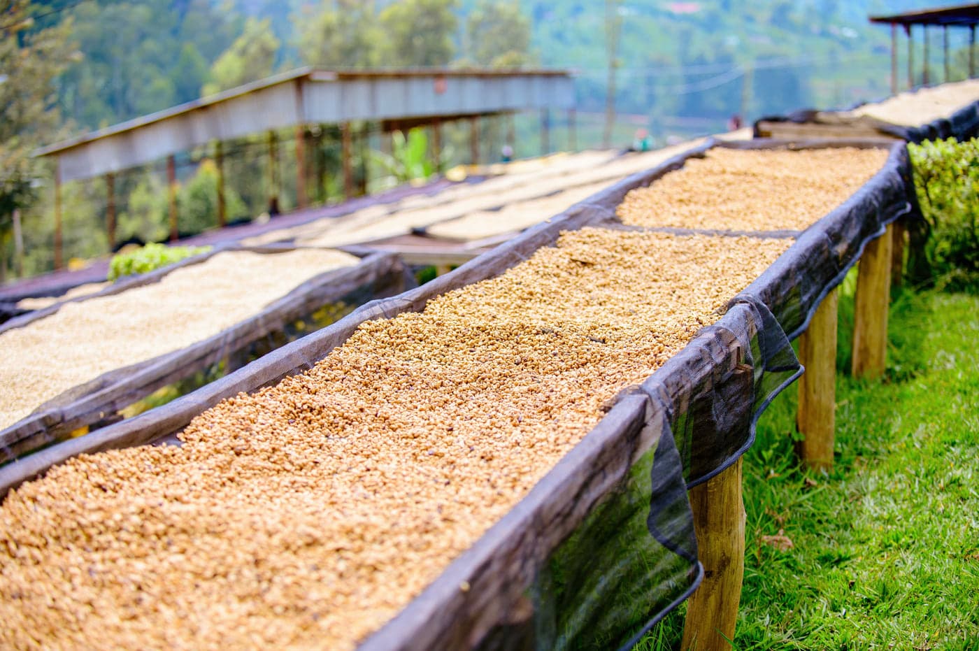 Coffee spread in thin layers to dry on raised drying tables on a hillside — the processing stage between harvest and grading