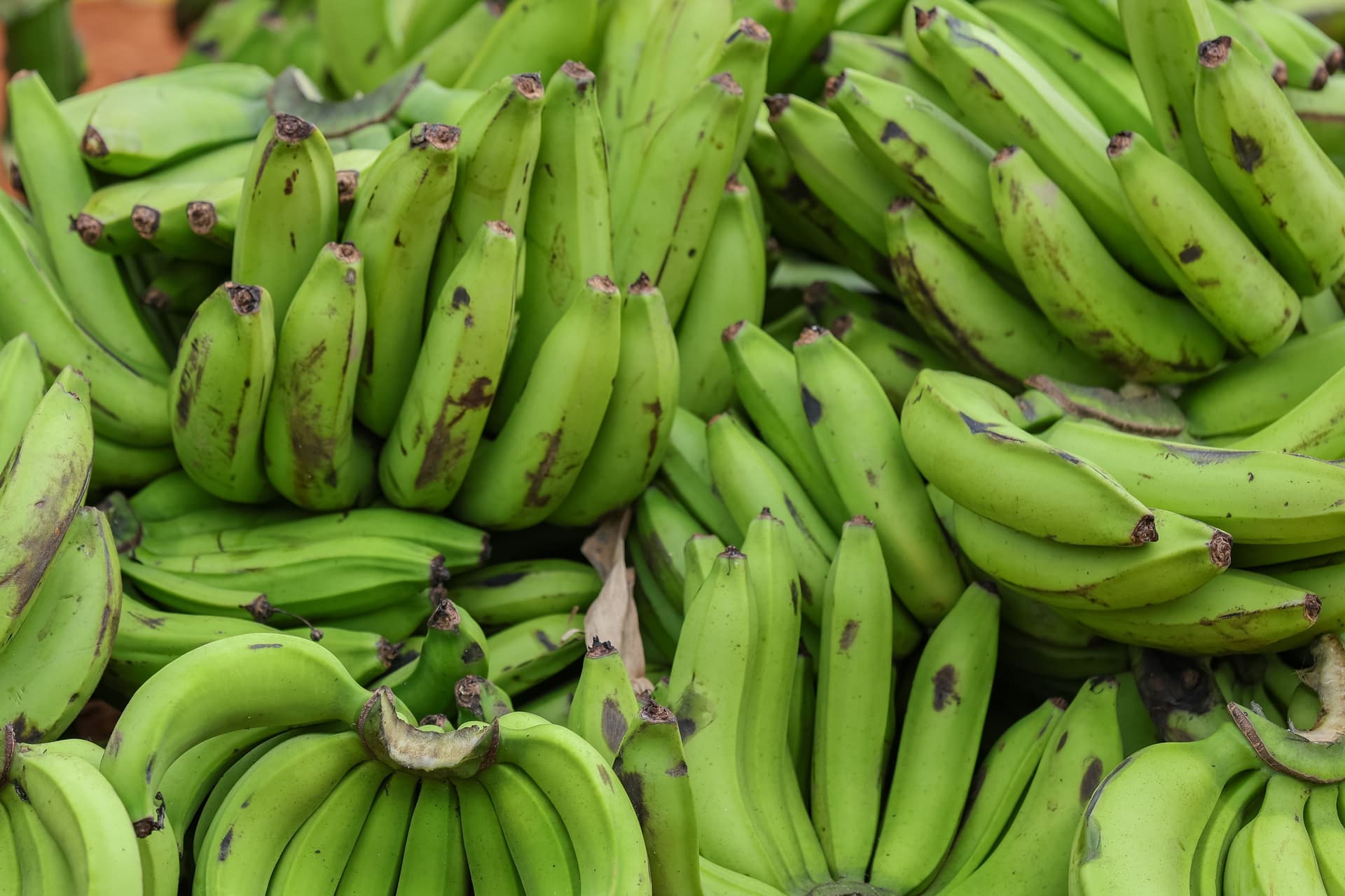 Hands of green bananas heaped together at a market