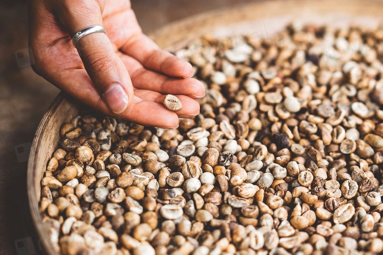 A hand held over a wide wooden tray of dried parchment coffee, one bean lifted from the lot