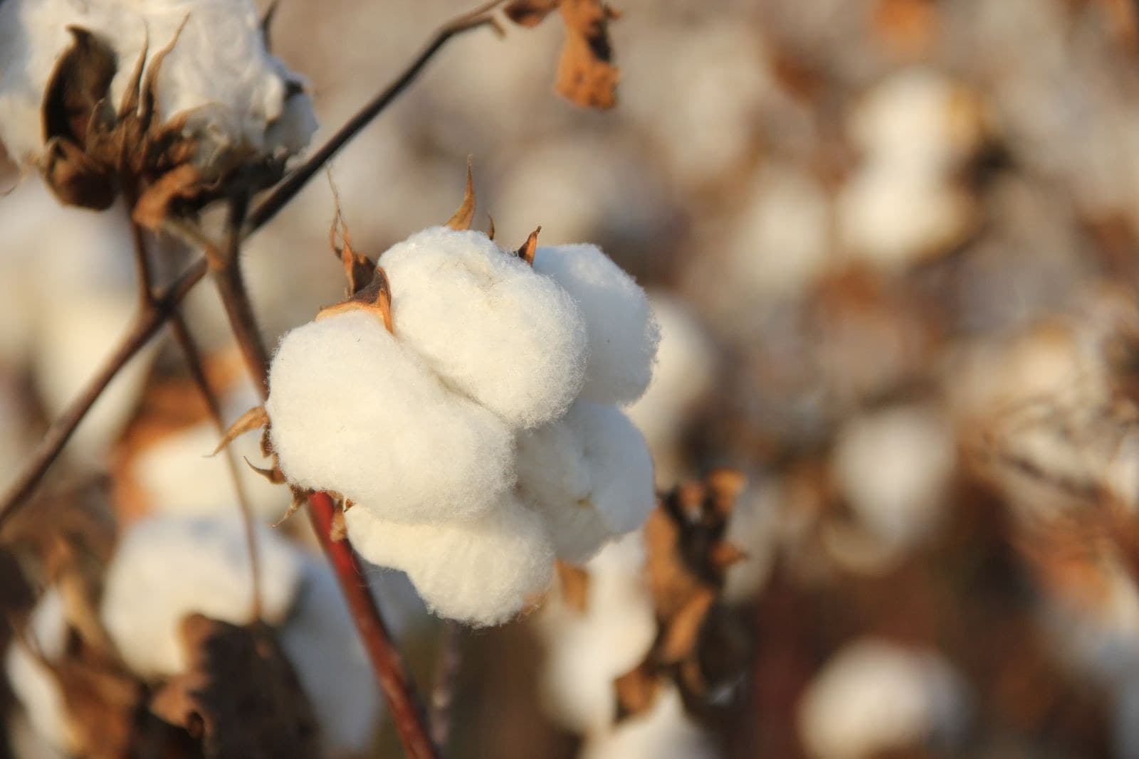 An open cotton boll on the plant in low sun, the cotton field running out behind it