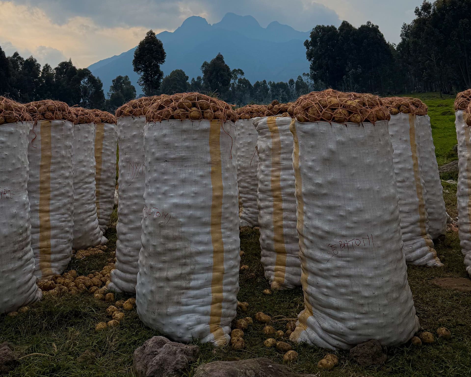 Tall woven sacks heaped with freshly harvested potatoes in a highland field, loose tubers on the grass and a volcano behind