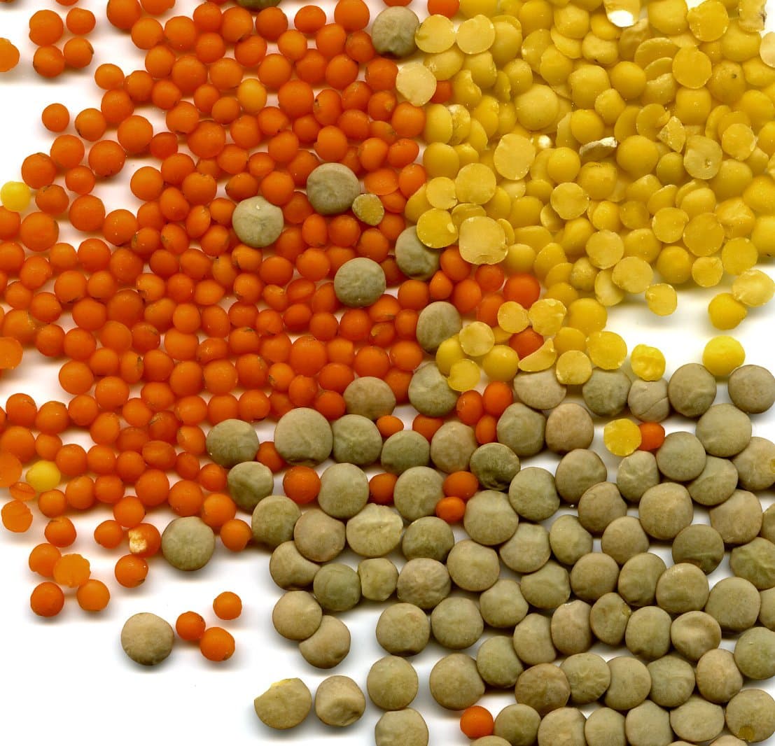 Whole brown lentils in a sample tray beside a moisture meter