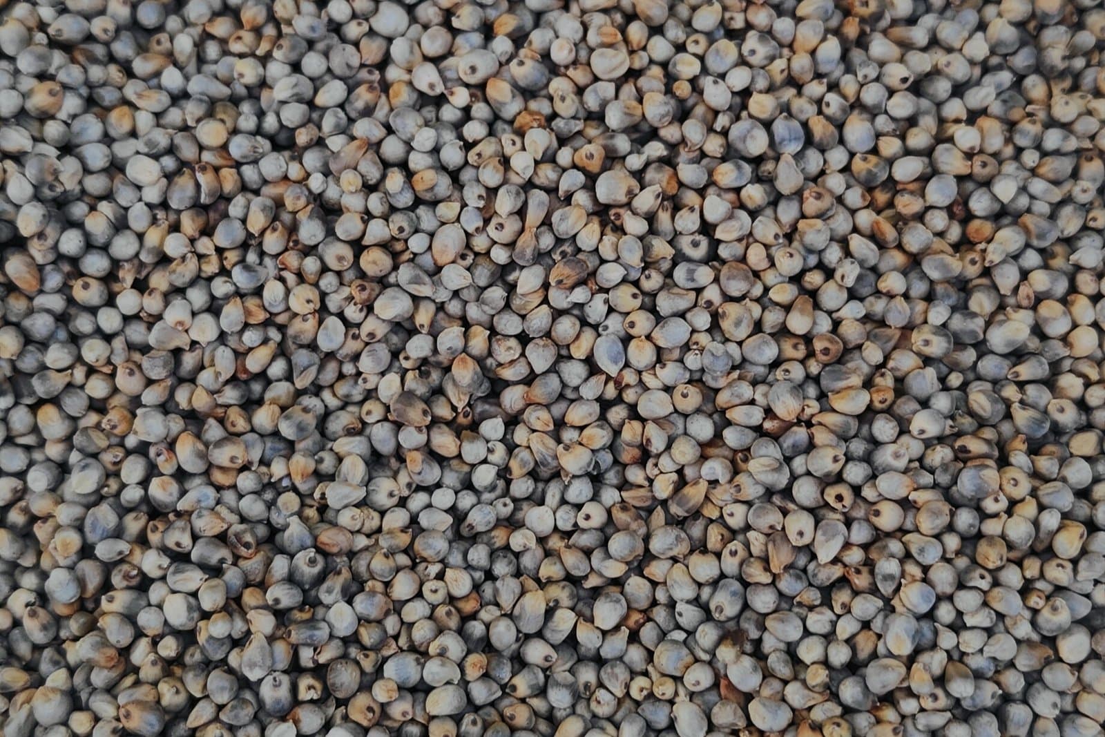 Cleaned bulrush (pearl) millet grain in bulk, the grey-blue seed filling the frame
