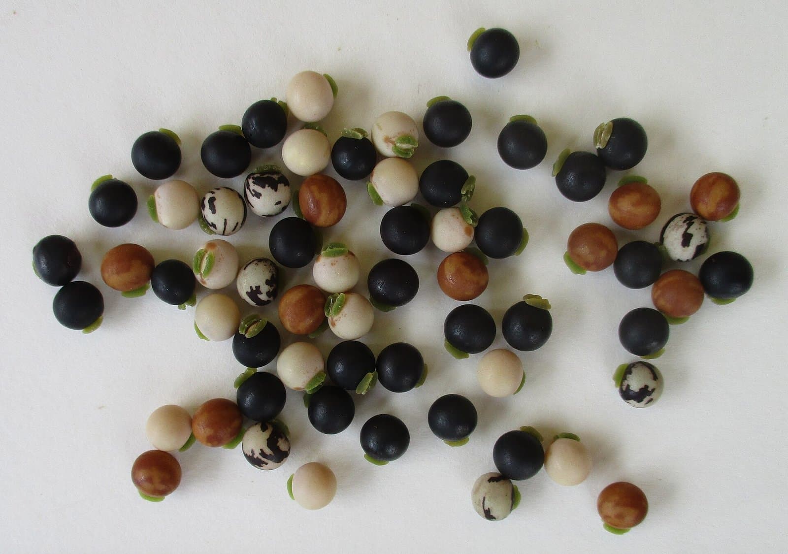 Cream-coloured pigeon peas being weighed into a 50 kg bag at the warehouse