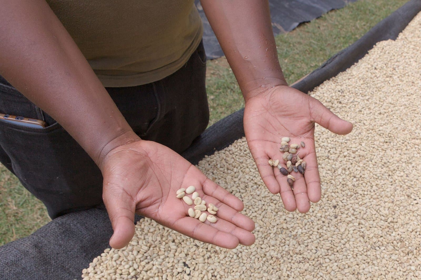 A graded sample held up for comparison — accepted beans in one hand, rejected beans in the other, on a farm in Tanzania