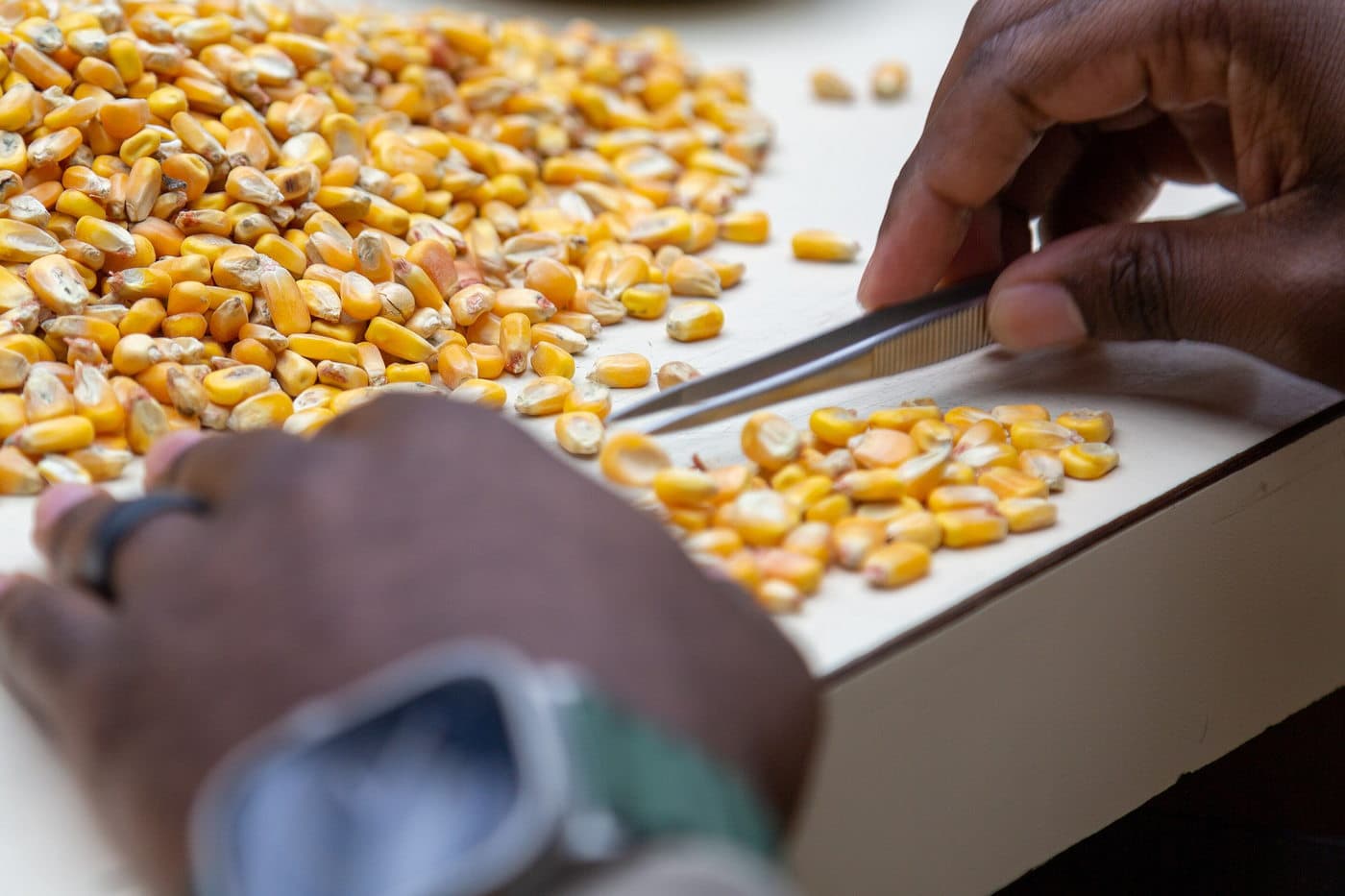 Hands working a spread of maize on a grading board with tweezers, a separated portion set to one side