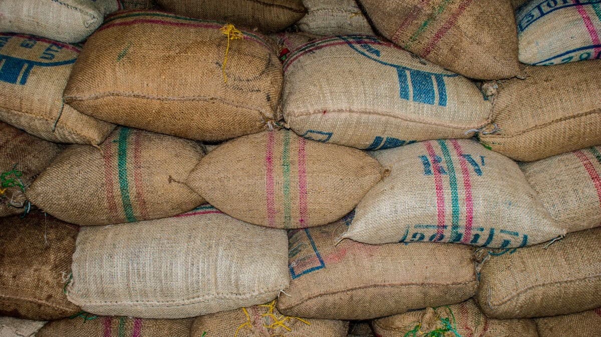 The start of the chain: filled jute sacks, stitched closed and stacked row on row, waiting to be moved