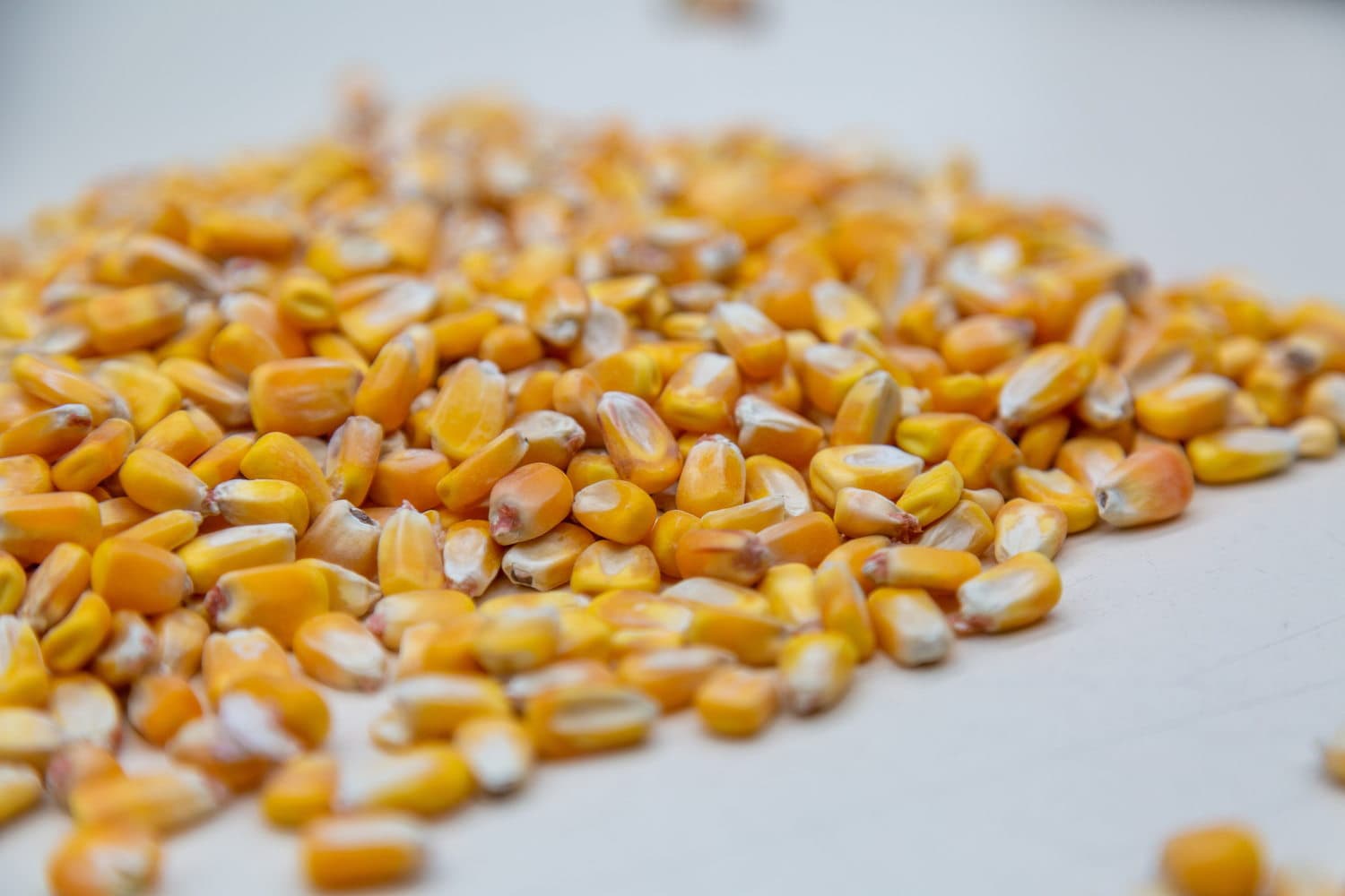 Dry maize kernels spread loose in close view