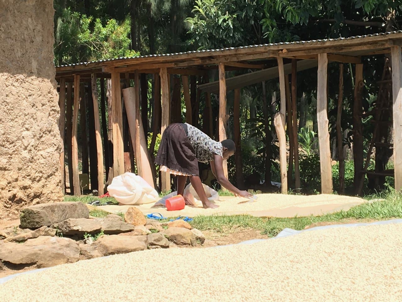 A smallholder farmer spreading harvested maize out to dry in the sun after threshing