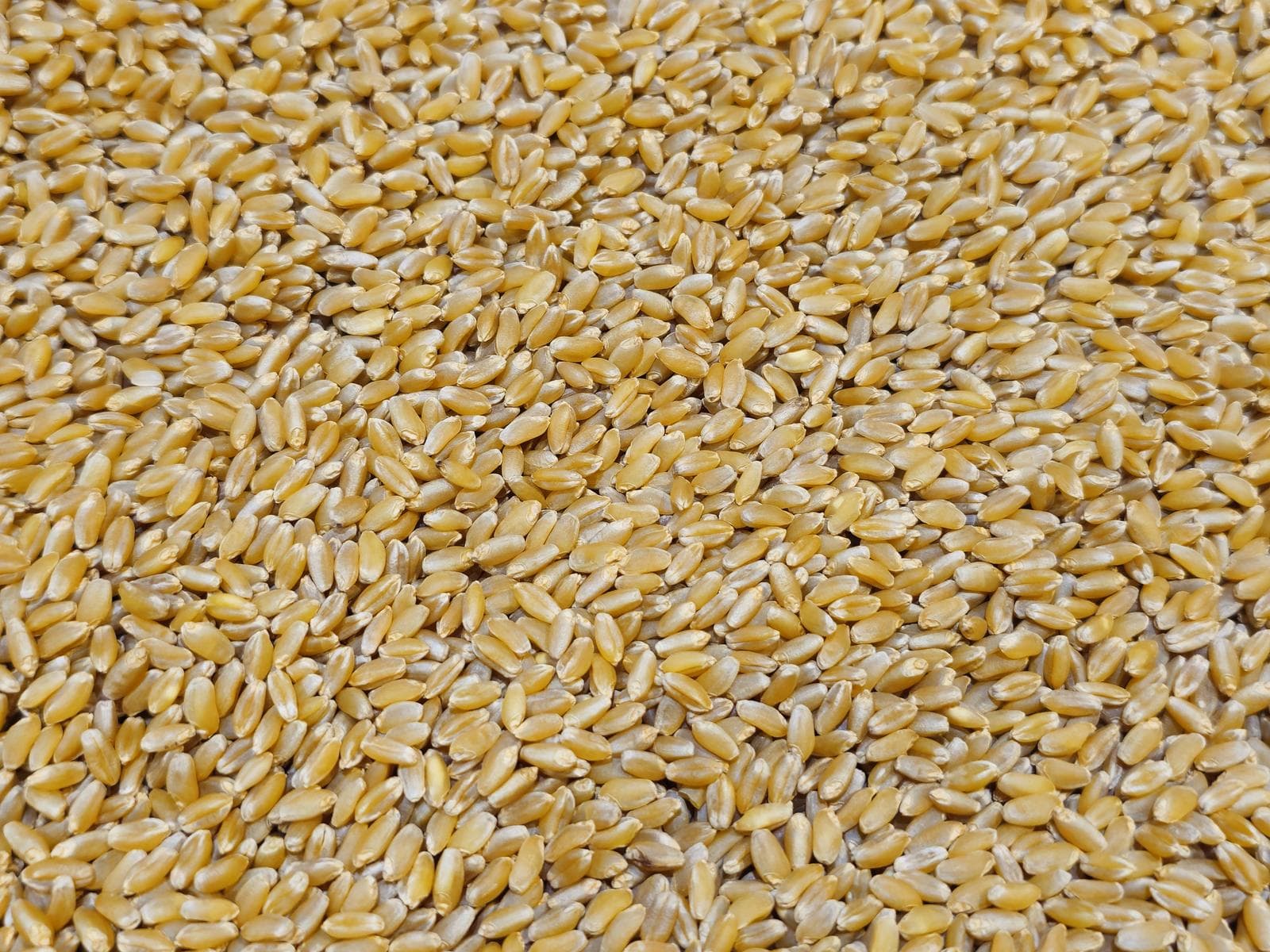 Ripe wheat ears in a northern highland field before harvest